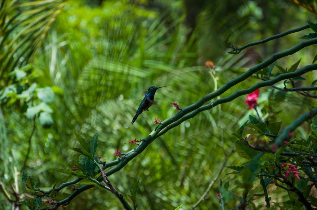 Pousada Vovo Alice Serra do Cipo National Park Экстерьер фото